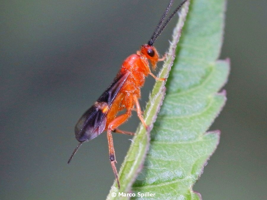 Da determinare: Braconidae
